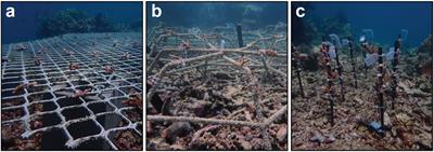 Assessing how metal reef restoration structures shape the functional and taxonomic profile of coral-associated bacterial communities